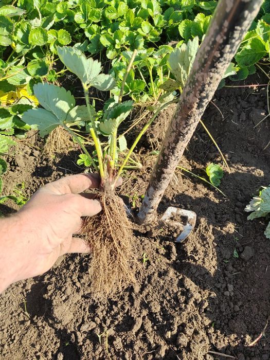 Stoloni Capsuni A+ Unifer/Remontant