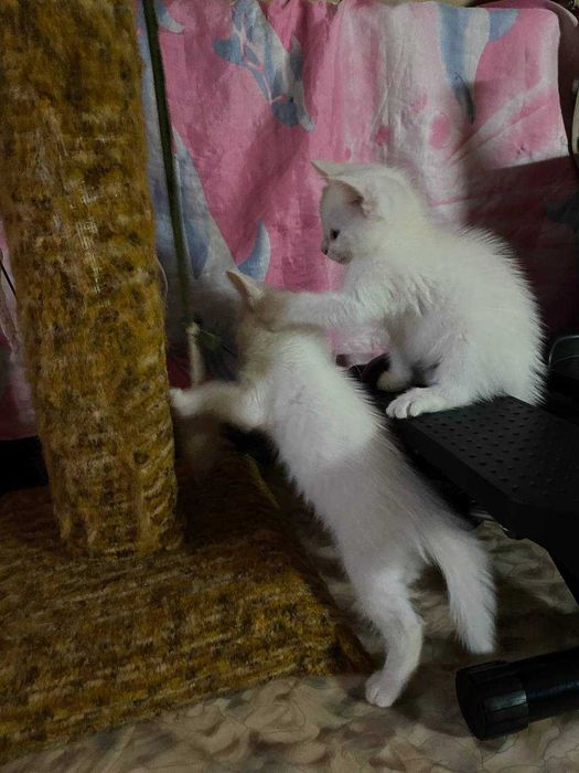 Отдаём котят в добрые руки