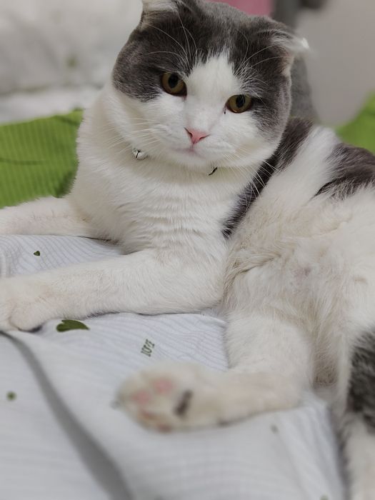 Zotdor mushuk vyazkaga beriladi