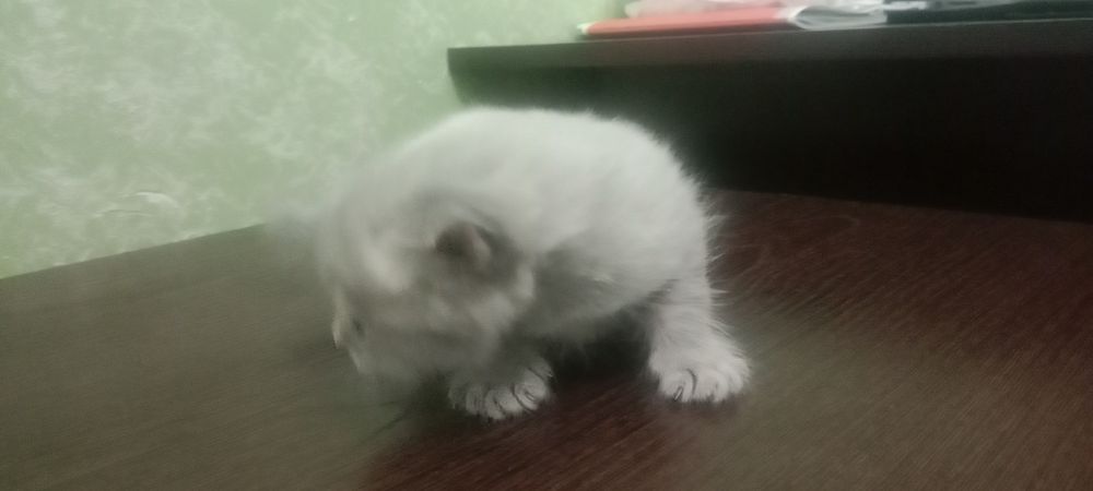 Котята вислоухие, девочки