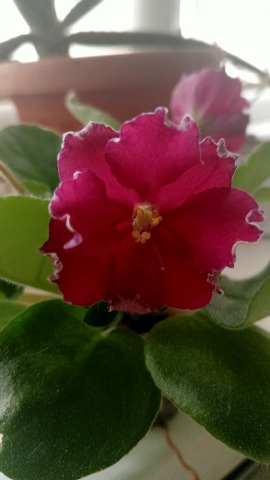 Детки фиалки AB-"Сердце матери"