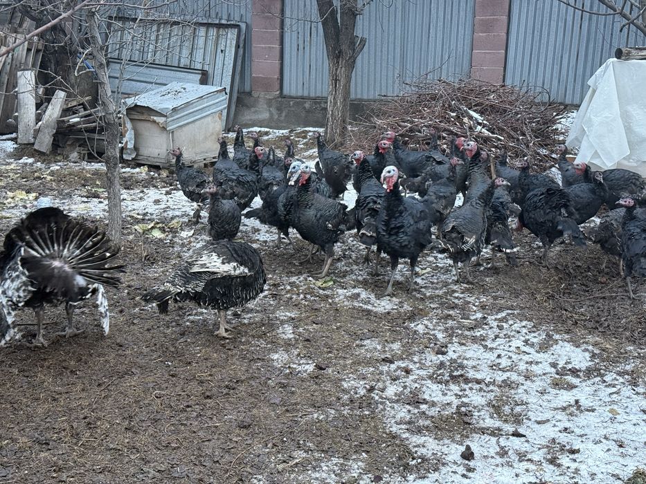 Продаётся индюки сатылымда индюктар