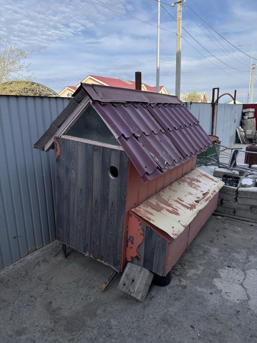 Куры для петухи