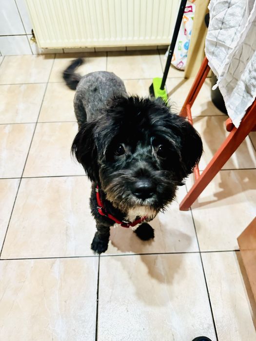 Pet sitter cu experienta  Bucuresti