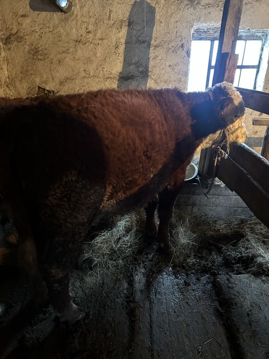 Баспак 2 аяагы сатылады