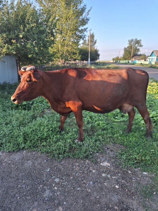Продам корову молочную
