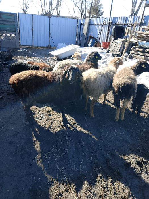 Продаю овцематок с ягнятами