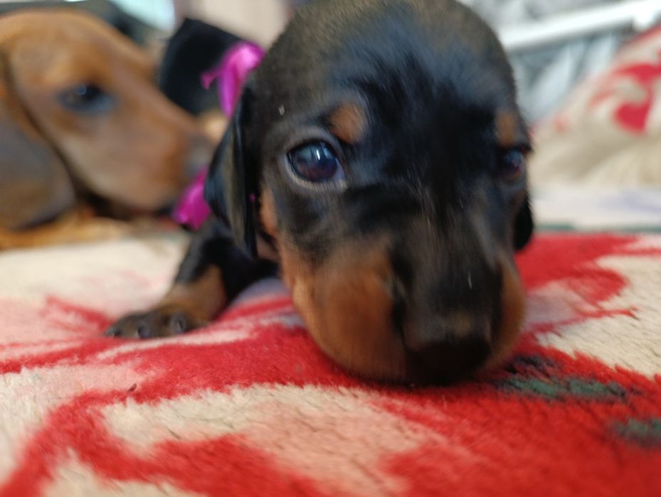 Продаю щенков Таксы