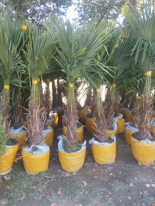 Газон ланшаф ишлари килмиз гарантийаси бор Самарканд