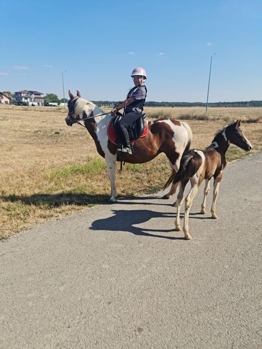 De vânzare Iapa pinto de 10 ani cu mânz