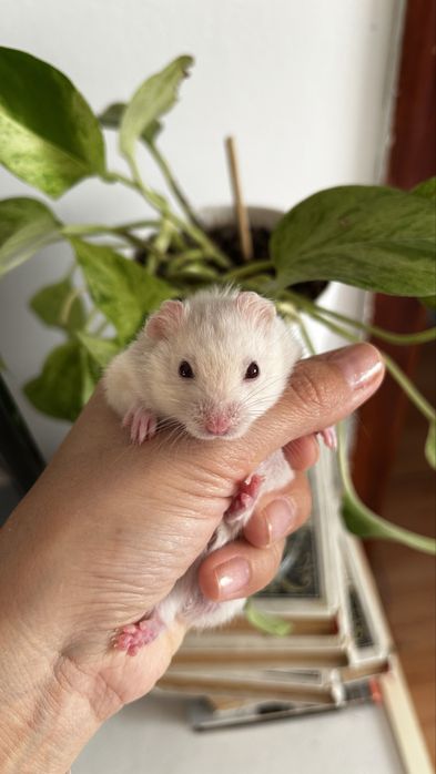 Хомяк сирииец 2 мес