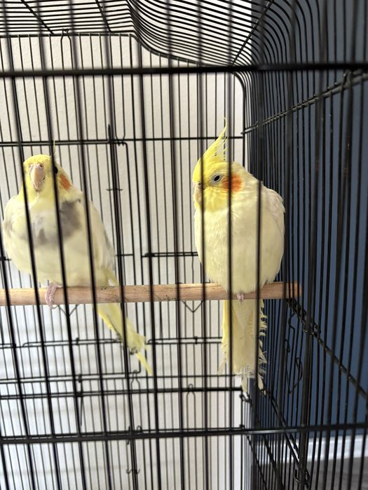 Vand nimfe pereche, cumparate de la animax