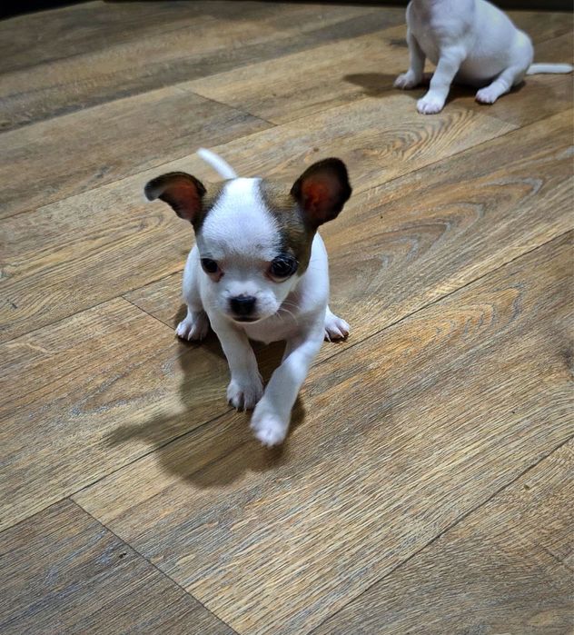 Продаются ЧихуаХуа