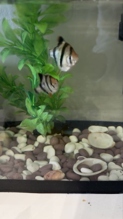 Аквариум с рыбками