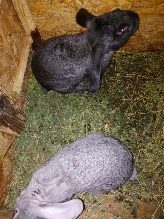 Iepuri de vanzare
