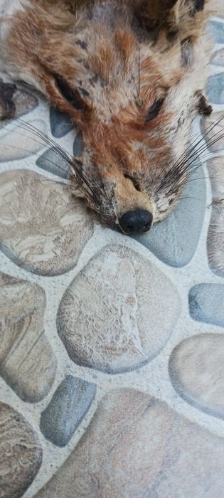 Кожа от лисица за украса