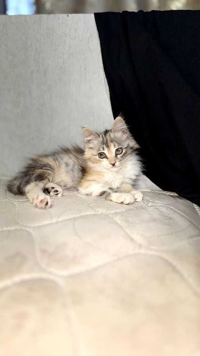 Котенок трёх цветный
