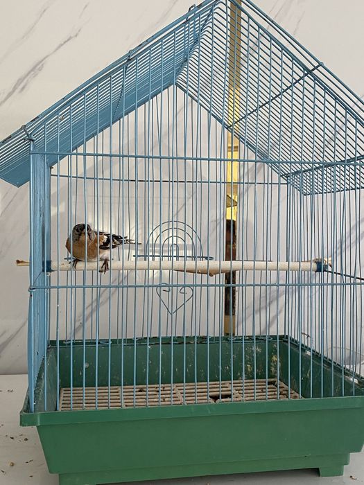 Вьюрок самец и самка