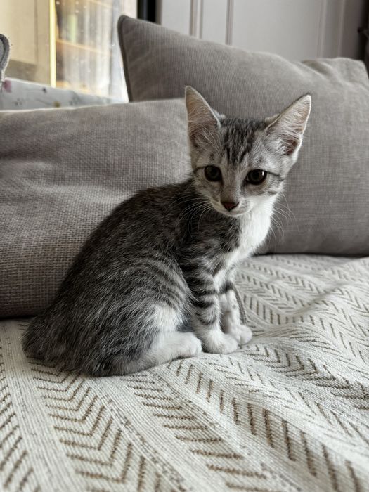 Красивые котята в добрые руки