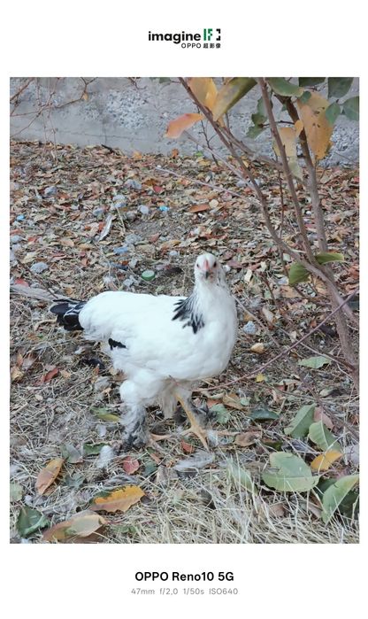 Кораздар сатылады. Брама