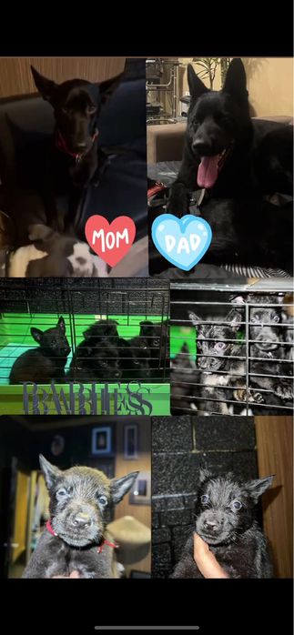 Черна немска овчарка