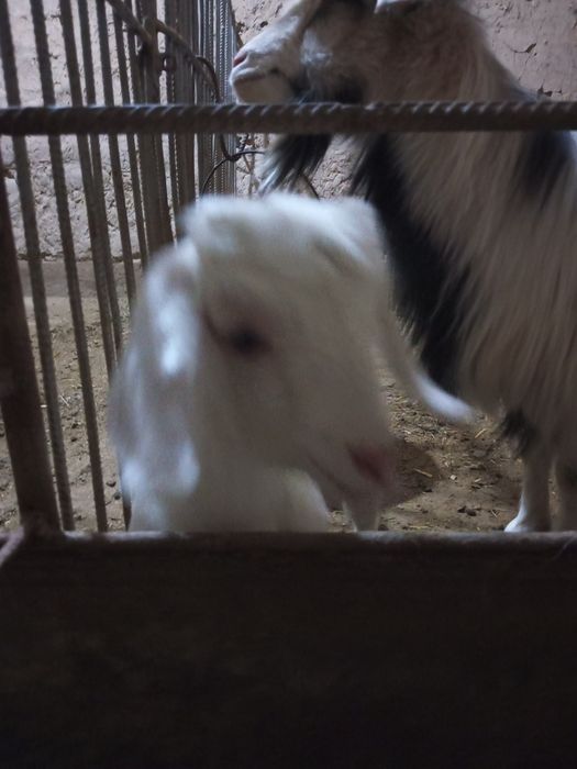 Срочно продается коза с козленком