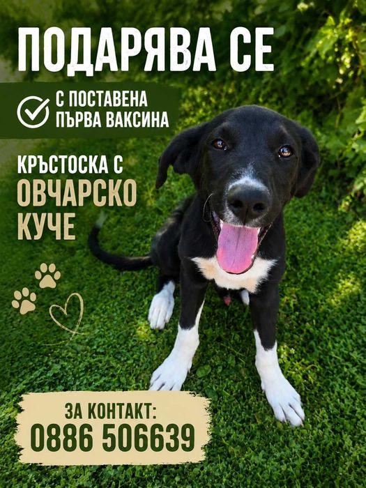 Подарява се кученце кръстоска с овчарско
