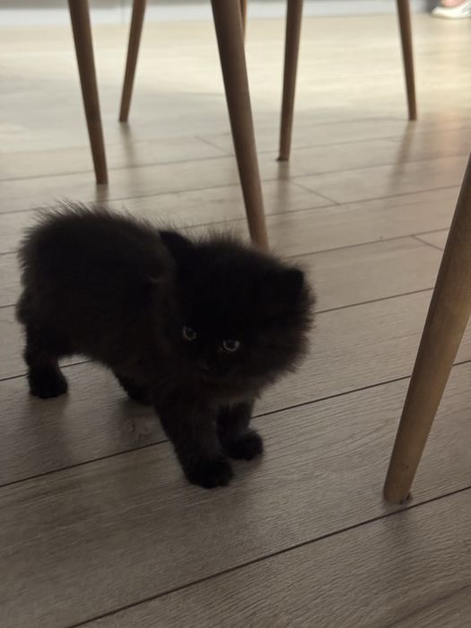 Котята краствые бесплатно