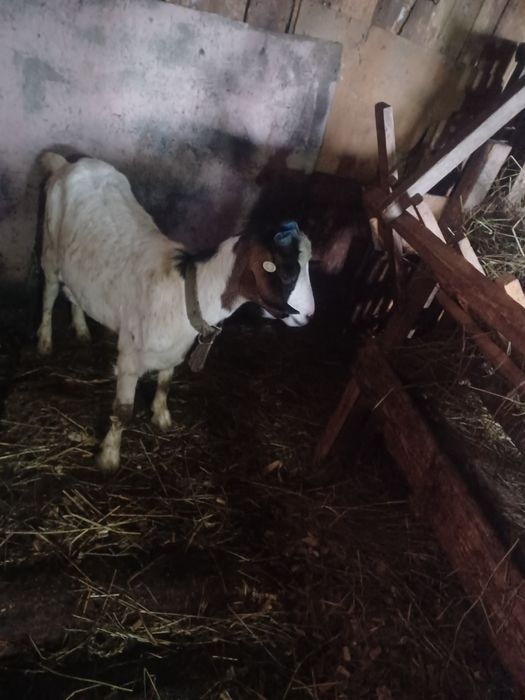 Vând sau schimb capra tinara la prima fatare  metis boer.cu tot cu ied
