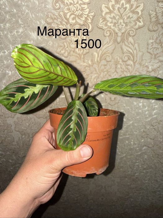Маранты Лемон Лайм, Кошачь усы