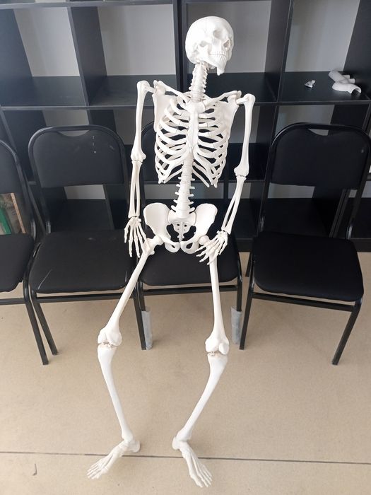 Человеческий скелет