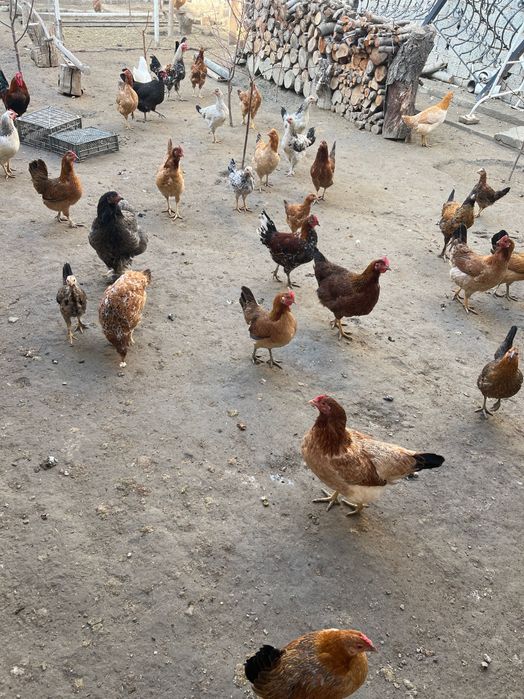 Яйцо куриный домашний