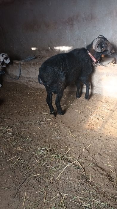 Кочкорлар козилар сотилади койлар хам бор