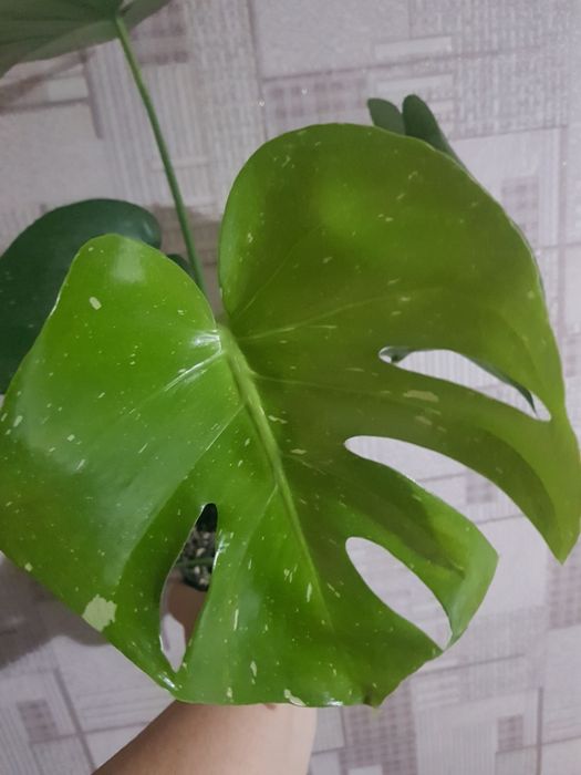 Продам монстеру Тайское созвездие.