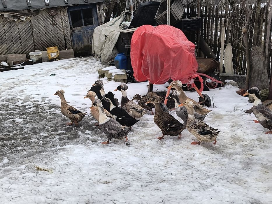 Vând oua incubat rațe românești cu moț