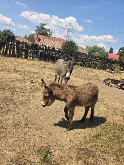 Măgărițe de vanzare