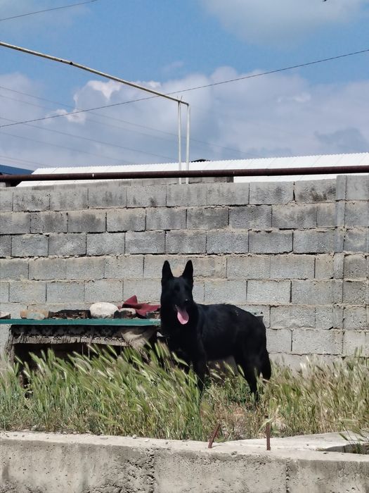 Toza nemis afcharkasi (Kamyob qora rangidan)