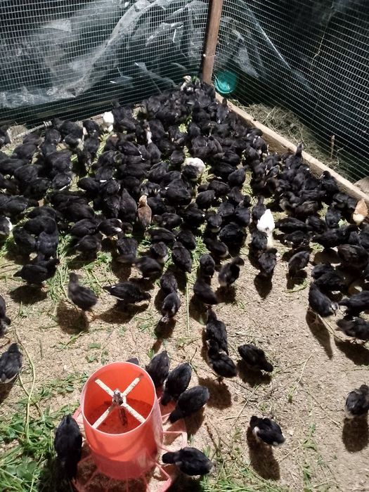 Андижон кора Шахзода жужалар Бир ойлик