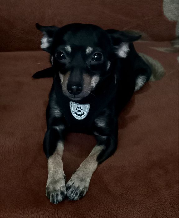 Девочка жужа собака