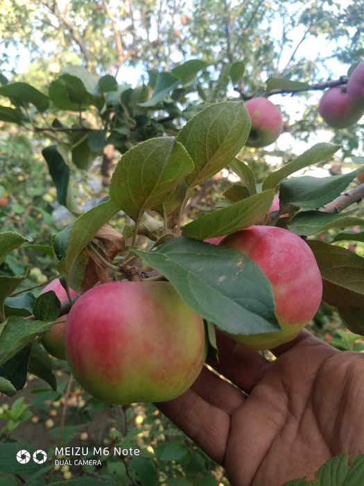 Продаю дачу цветущий сад