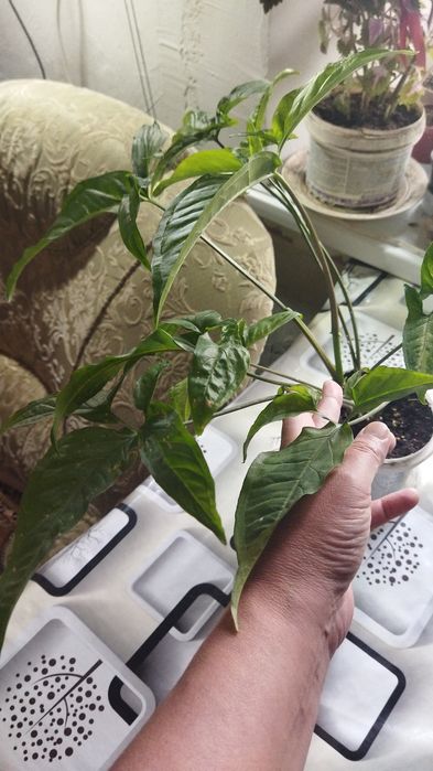 Продам  цветы недорого