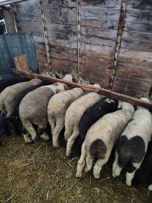 Агнета с.Звездица