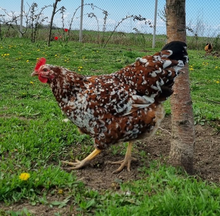 Oua pentru incubat  wyadotte,new hampshire,pita pinta,araucana, amerau