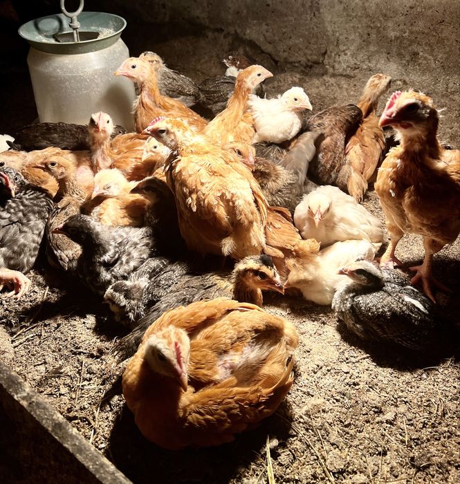 Пилета и пъдпъдъци на различна възраст