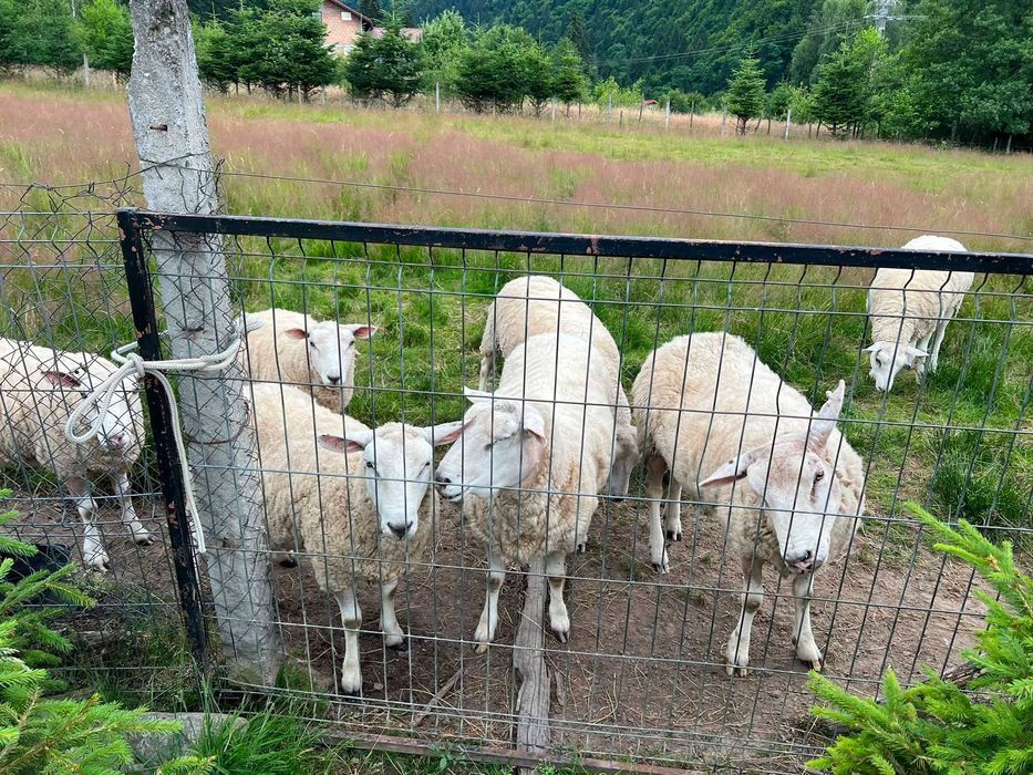 Vand oi rasa Texel