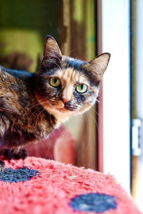 Стерильная и привитая девочка подросток  с паспортом и доставкой