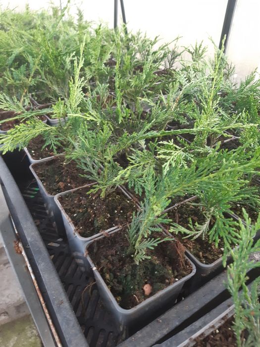 Leylandii chiparos, diverse dimensiuni-gard viu, nu e fir subtire
