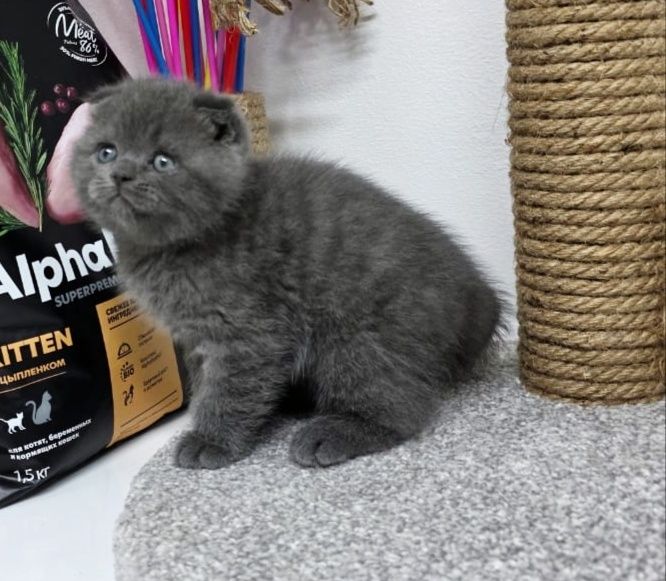 Шотландские  котята