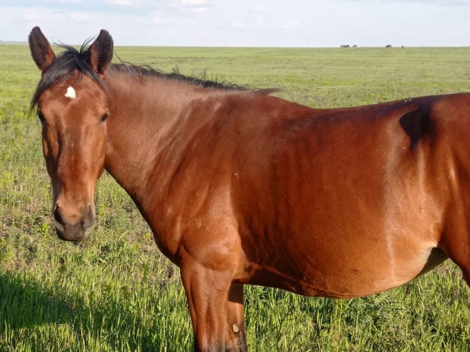 Продаю лошадей 4 головы