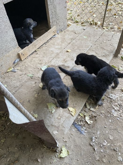 Продам щенят немоцкой овчарки